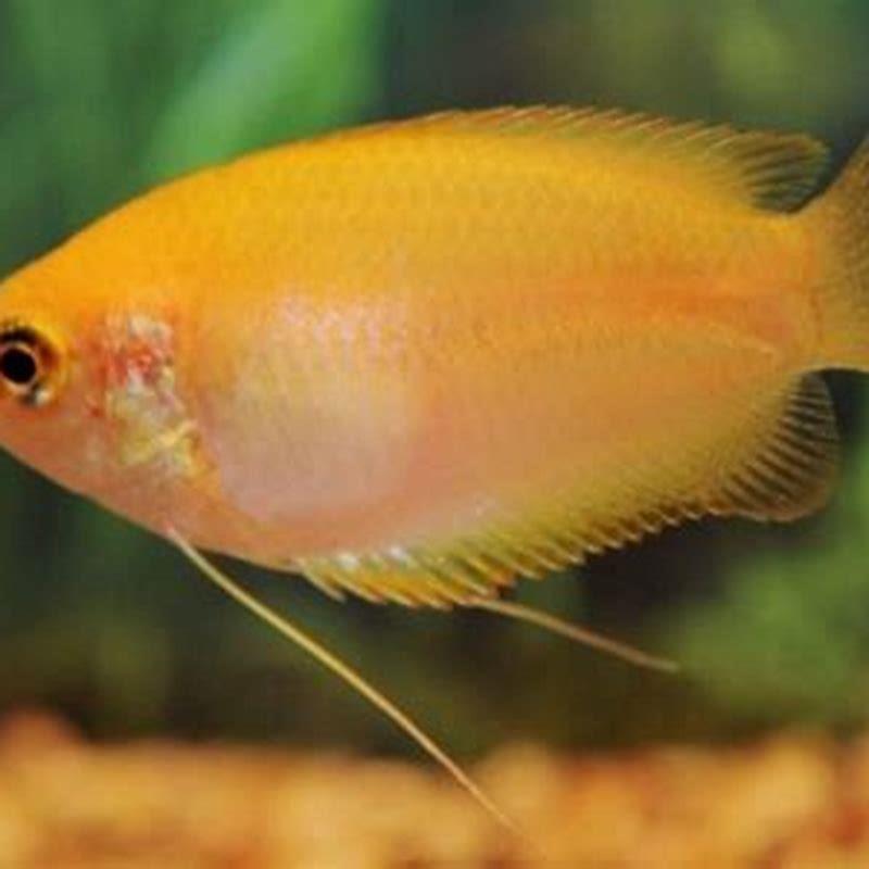 Are honey gouramis territorial?