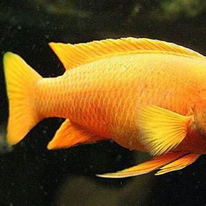Are Lemon cichlids aggressive?