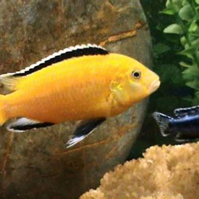 Are Lemon cichlids shell dwellers?