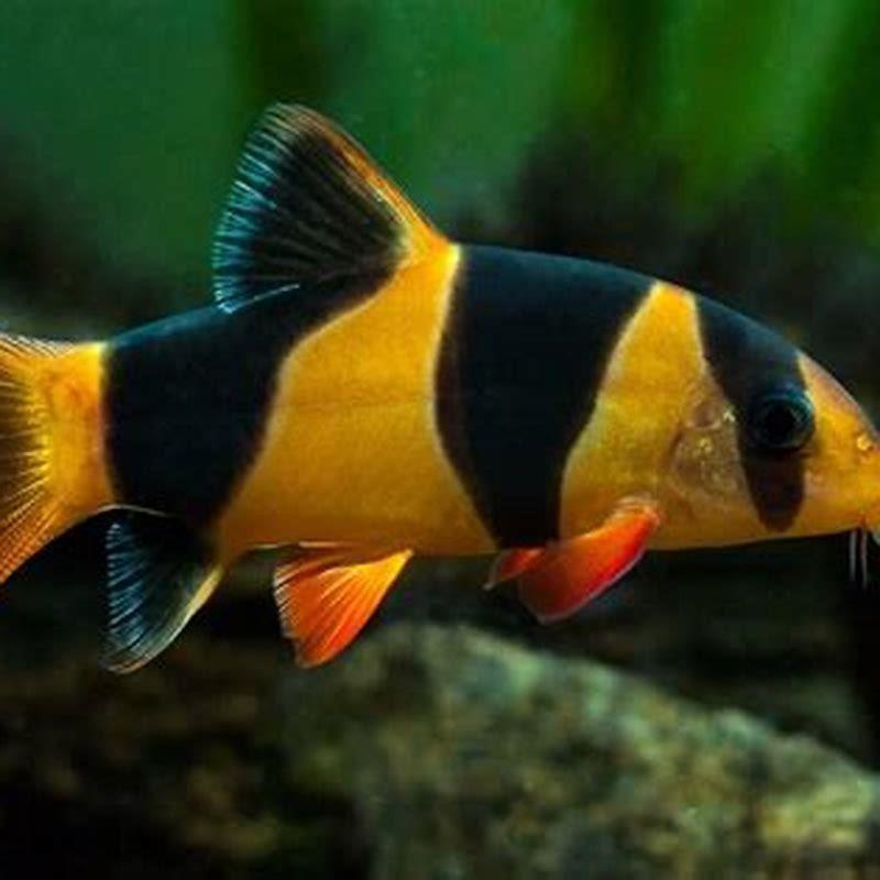 Are loaches easy to keep?