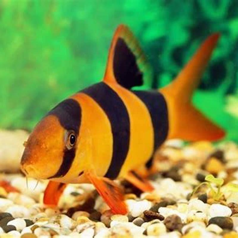 Are loaches friendly?