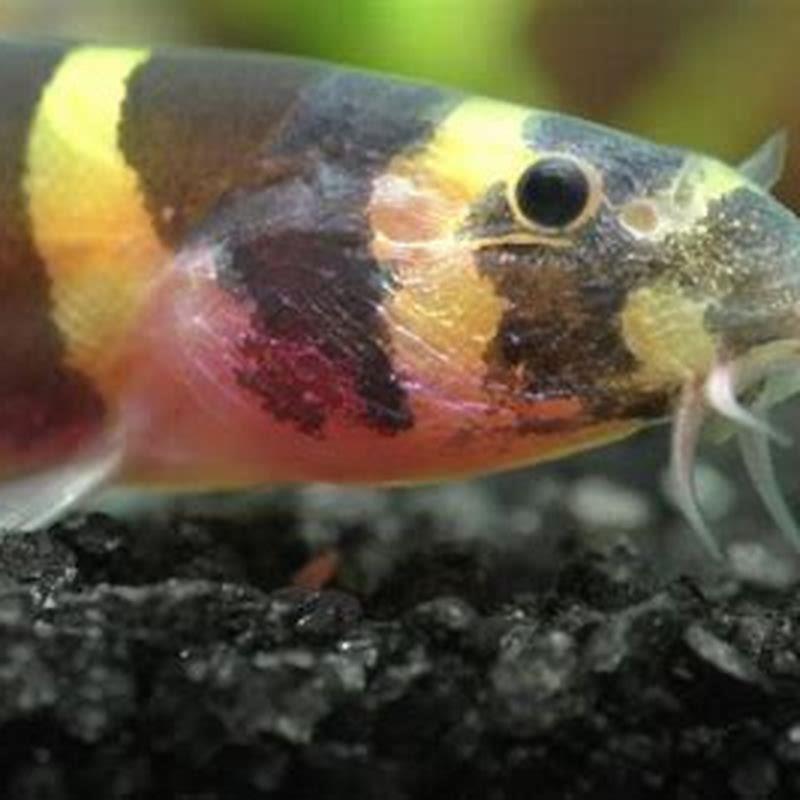 Are loaches good?