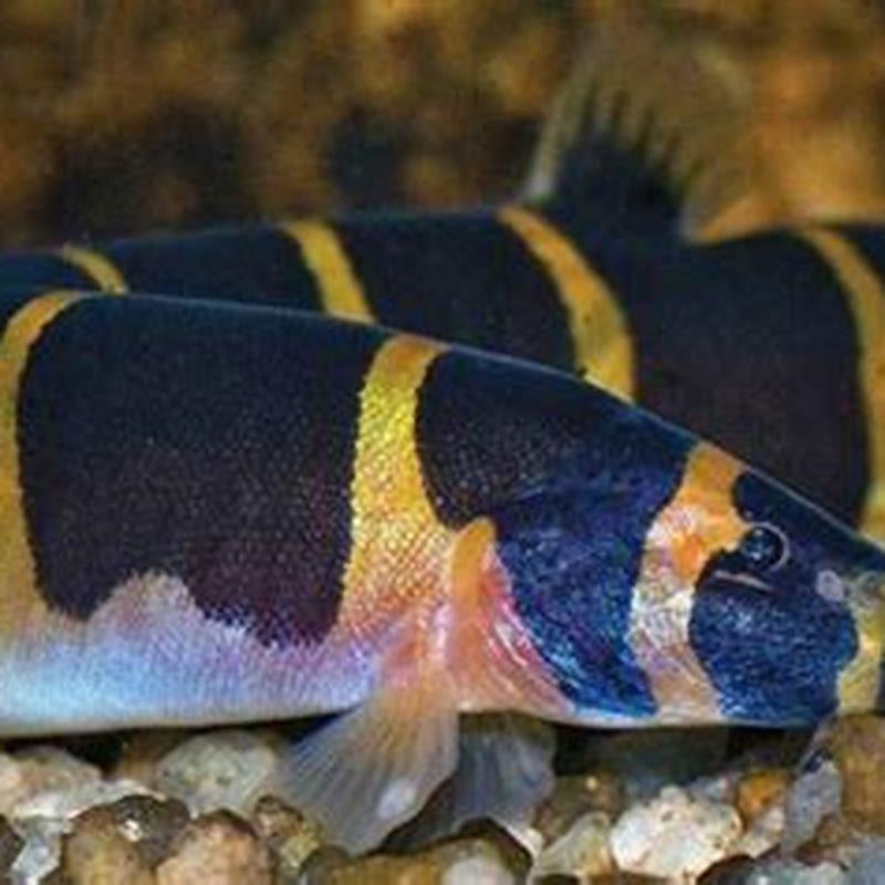 Are loaches safe with shrimp?
