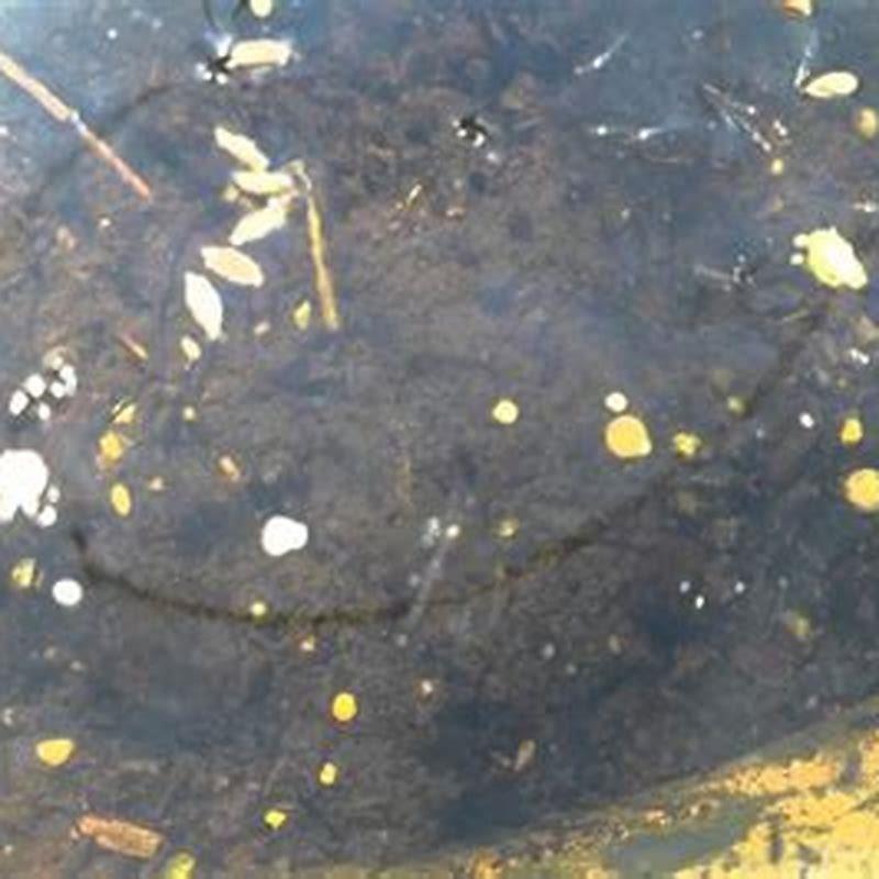 are-mosquito-larvae-good-for-ponds-diy-seattle