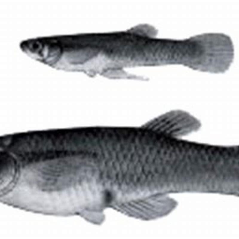 Are mosquitofish schooling fish?