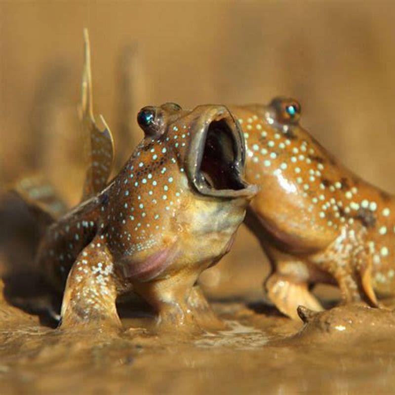 Are mudskippers aggressive? - DIY Seattle