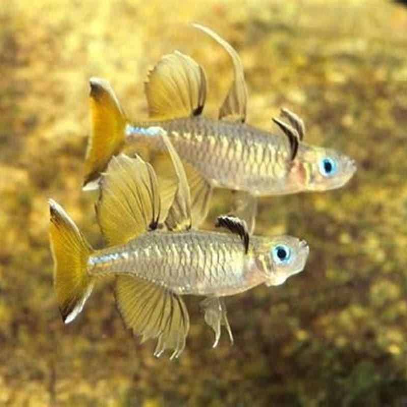 Are Pacific Blue Eyes schooling fish?