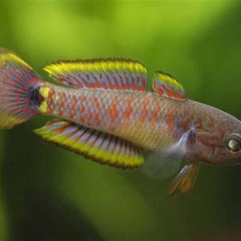 Are Peacock Gudgeons brackish?