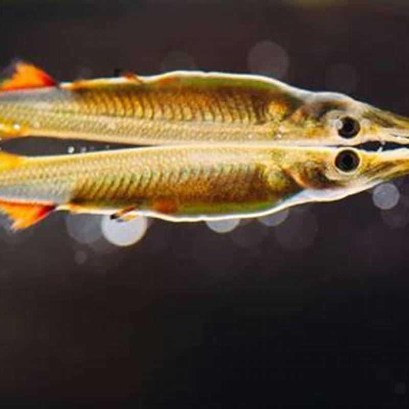Are Pike Livebearers?