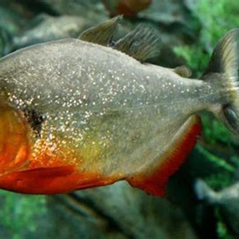 Are piranhas legal to own?