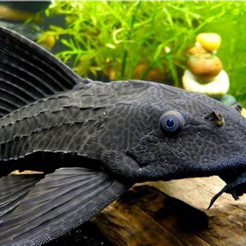 Are plecos Armoured?