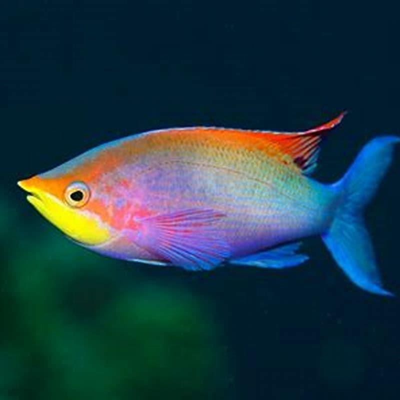 Are Rainbow fish hard to keep?