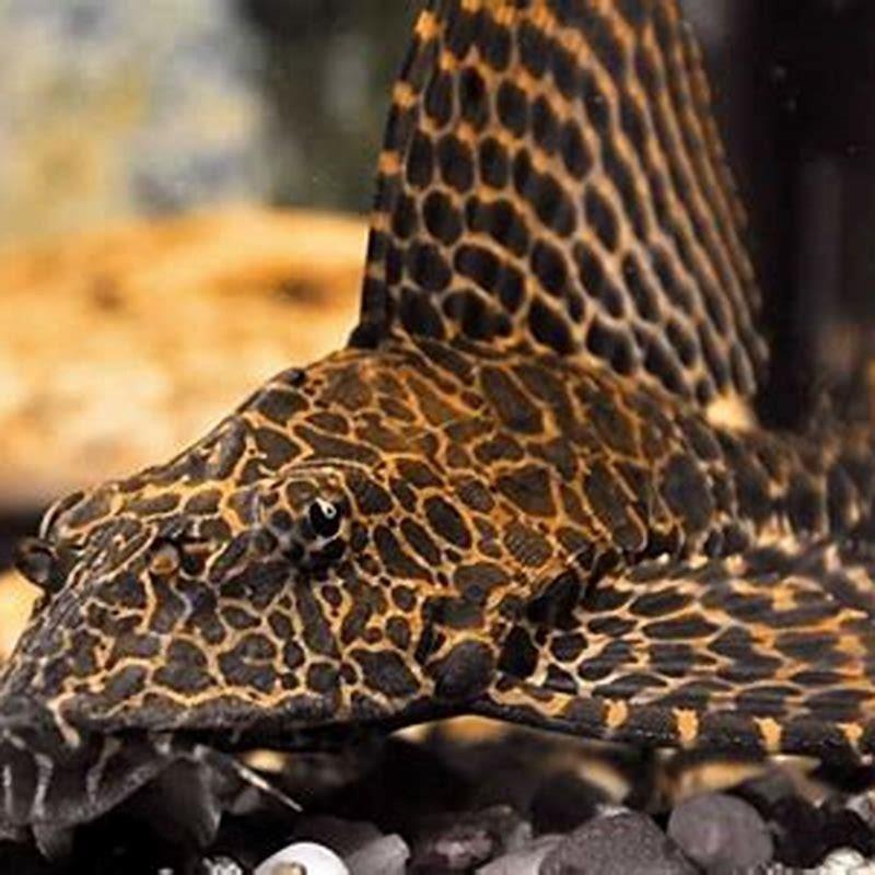 Are sailfin plecos aggressive?