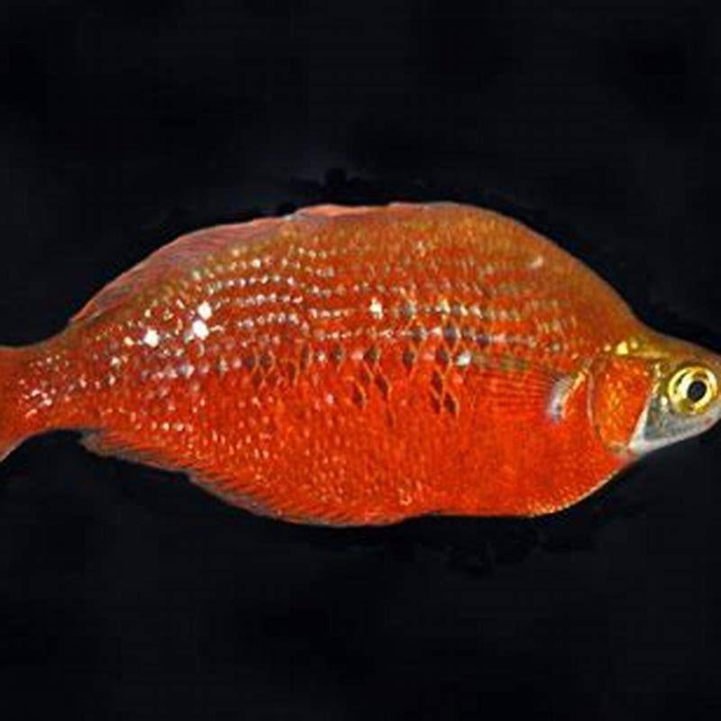 Are schooling fish territorial?