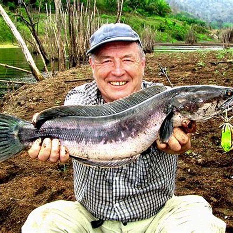 Are snakehead fish aggressive?