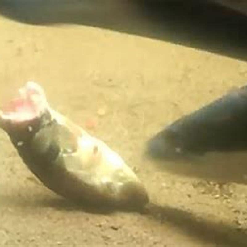 Are snakehead fish good to eat?