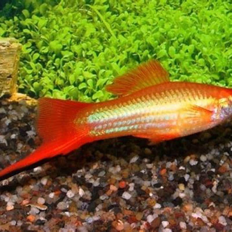 are-swordtails-carnivores-diy-seattle