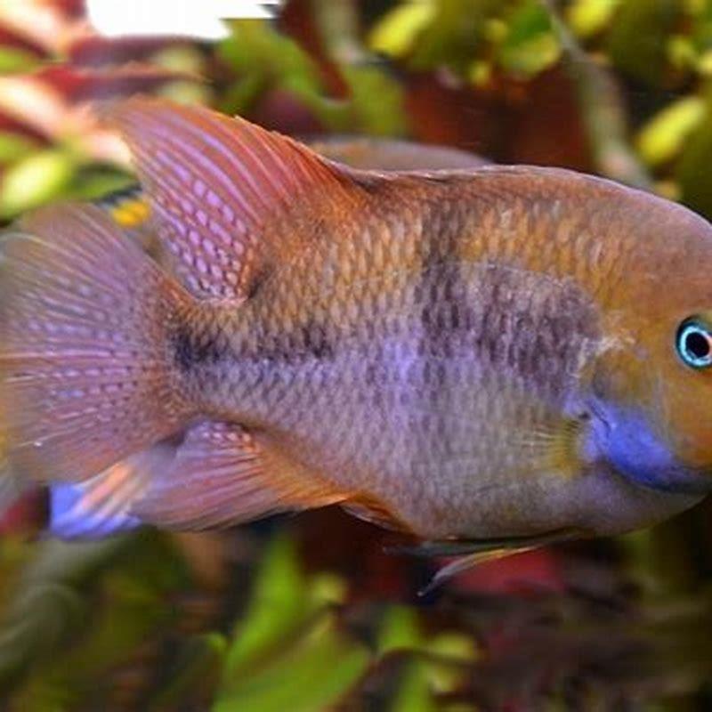 Are t-bar cichlids peaceful?