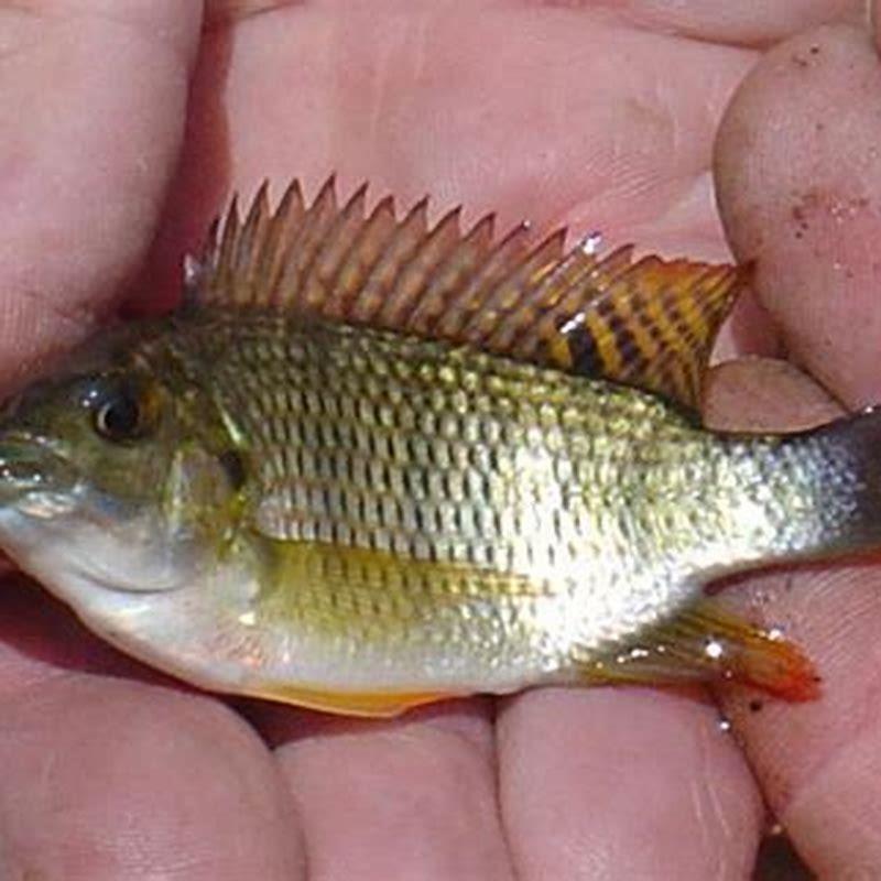 Are tilapia indigenous to South Africa?