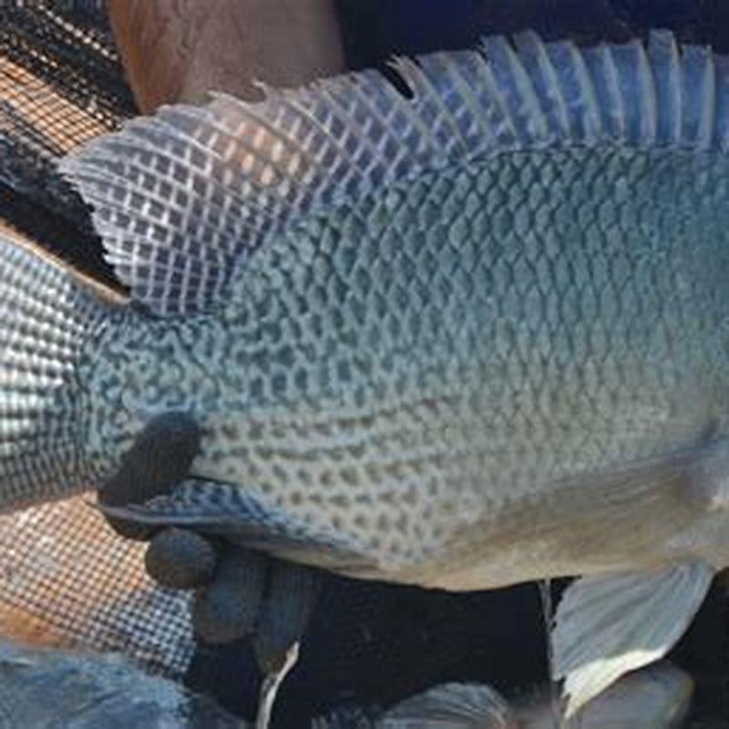 Are tilapia mouth brooders?