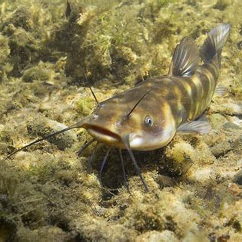 Can a bullhead catfish kill you?