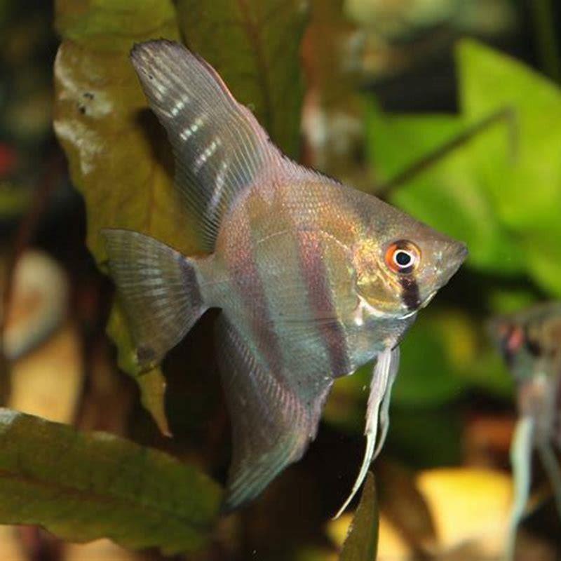 Can Angelfish Live In Freshwater 