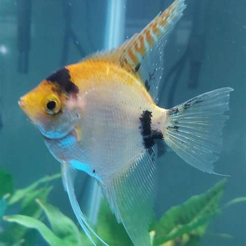 Can Angelfish Live With Hatchetfish 