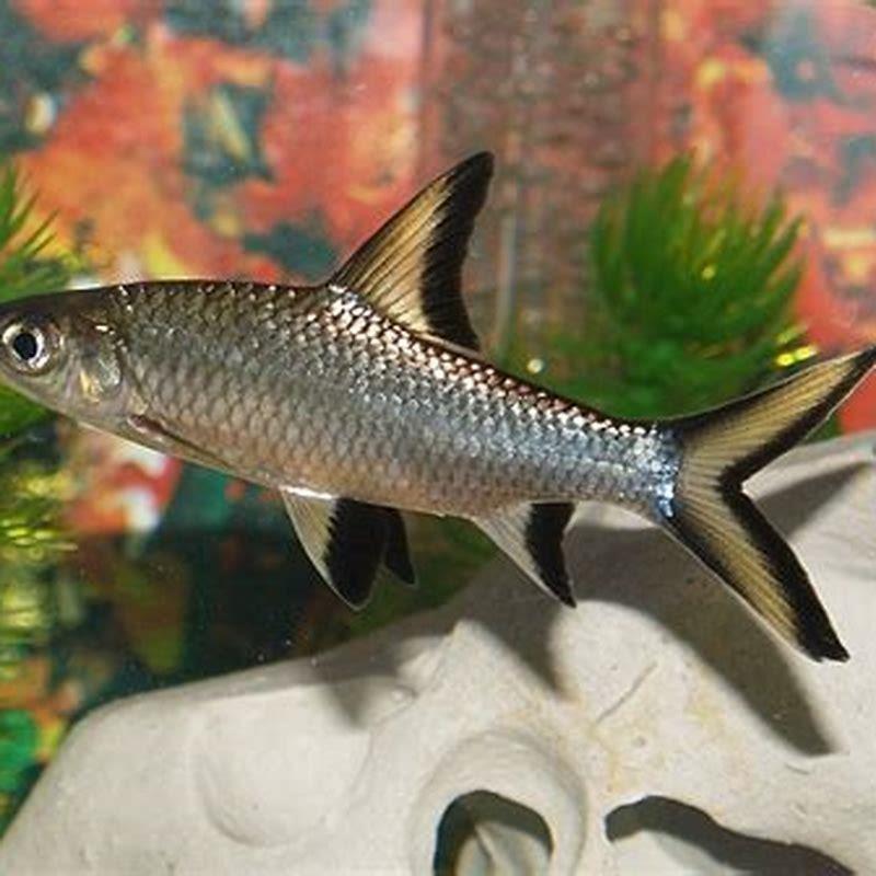 Can Bala sharks live with silver dollars?