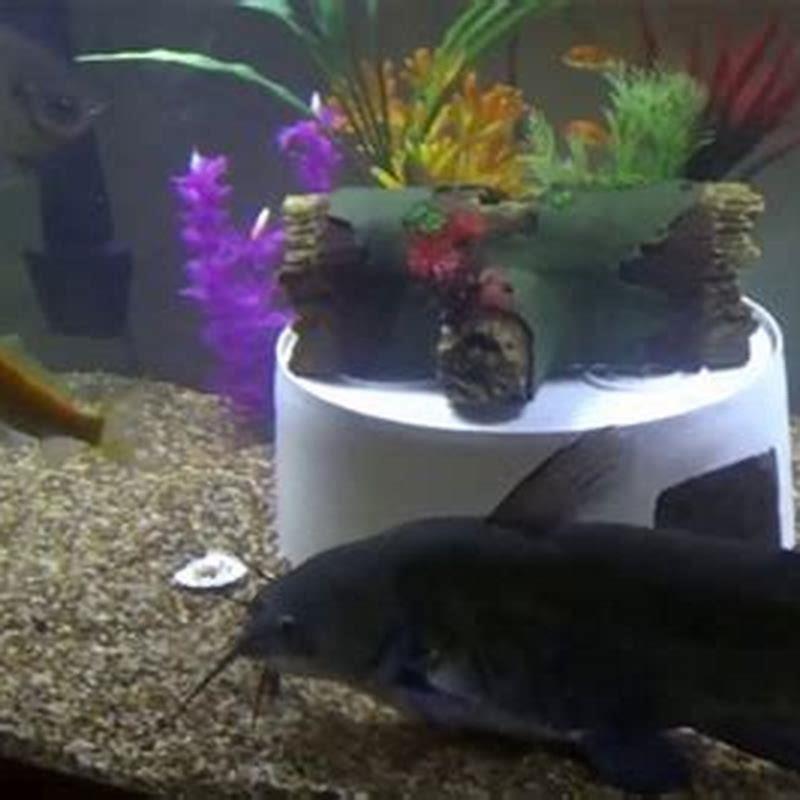 Can bullhead catfish live with goldfish?