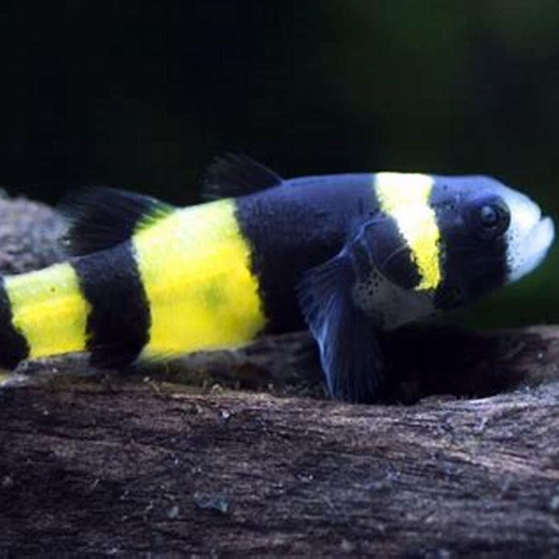 Can bumblebee gobies live with other fish?