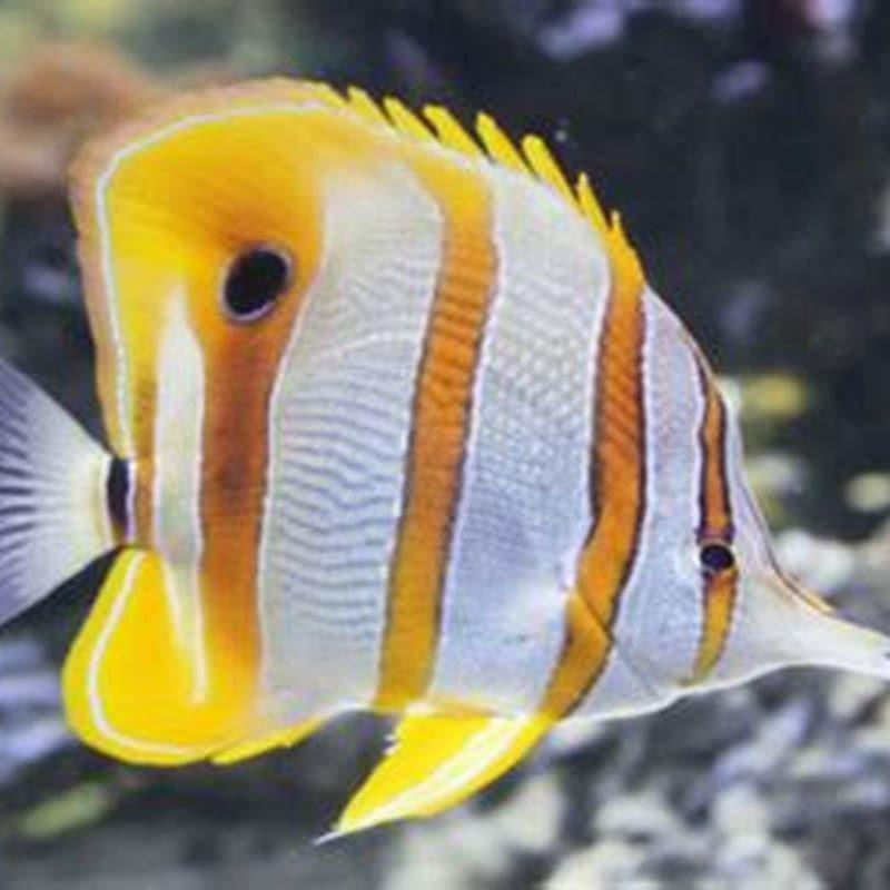 Can butterfly fish be eaten?