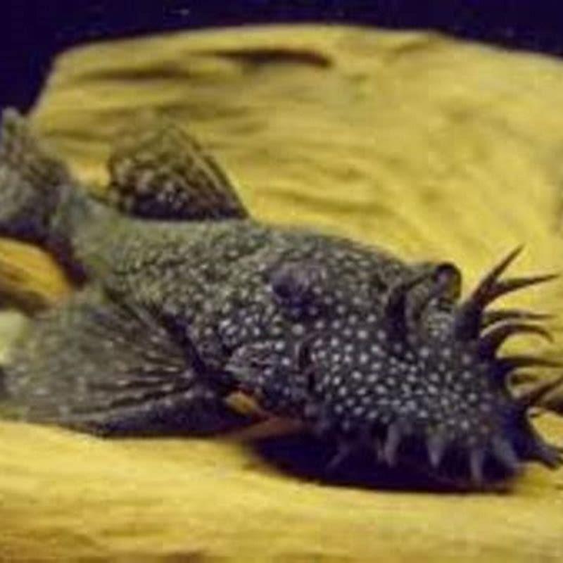 Can common plecos and Bristlenose breed?
