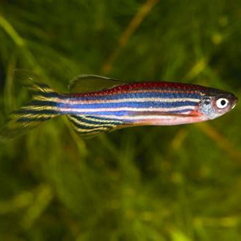 Can danio fish be aggressive?