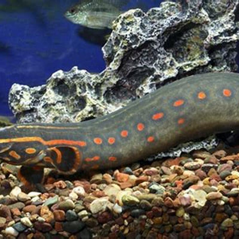 Can fire eel live in saltwater?