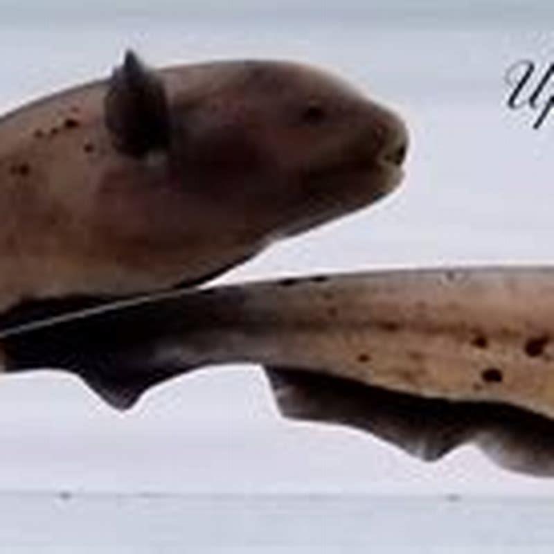 Can ghost knife fish live with Mollies?