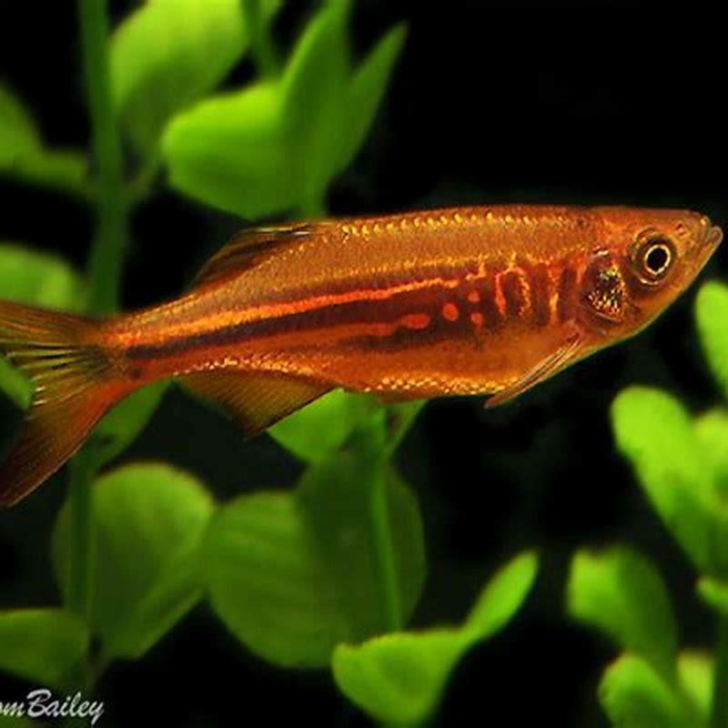 can-giant-danios-live-with-cichlids-diy-seattle