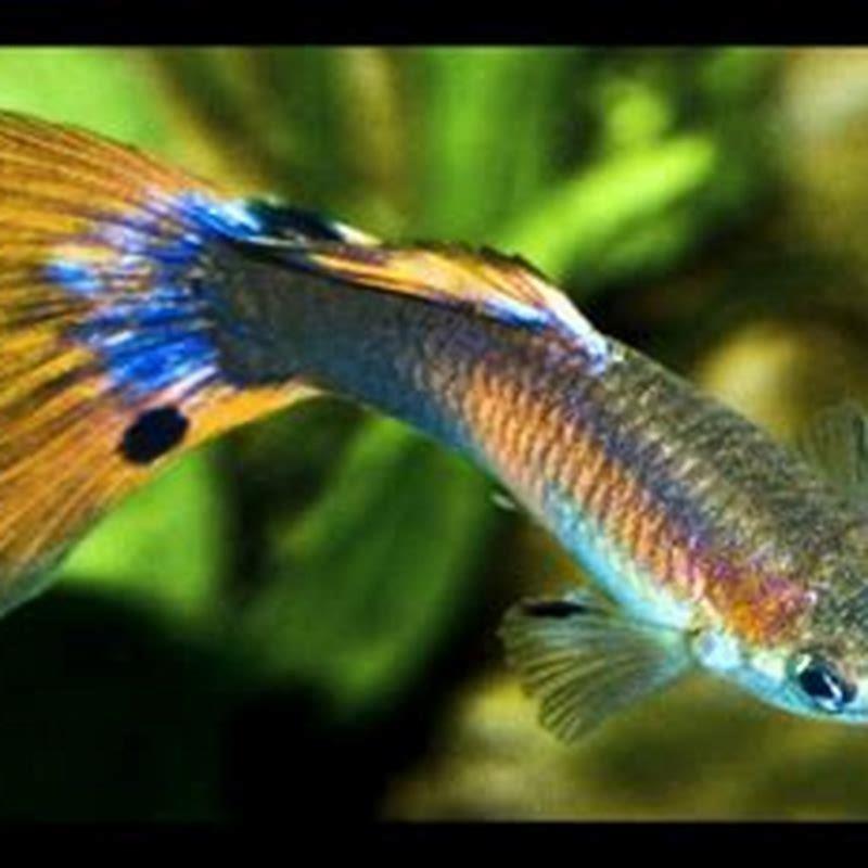 Can glass fish live with guppies? - DIY Seattle