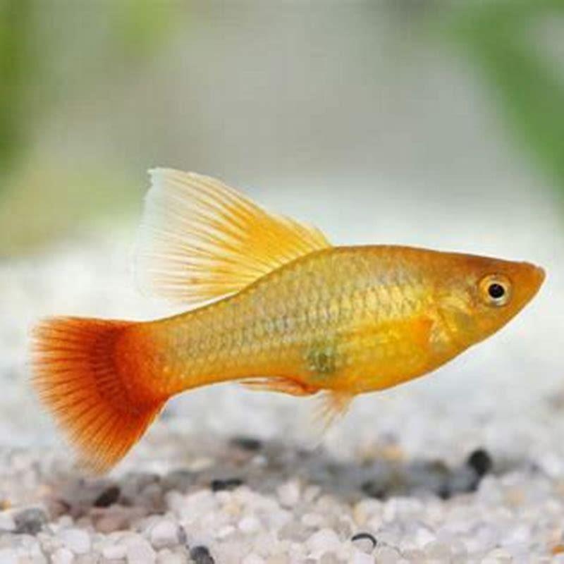 Can goldfish be eaten?