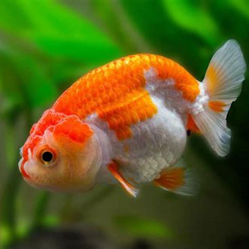 Can goldfish breed with other fish?