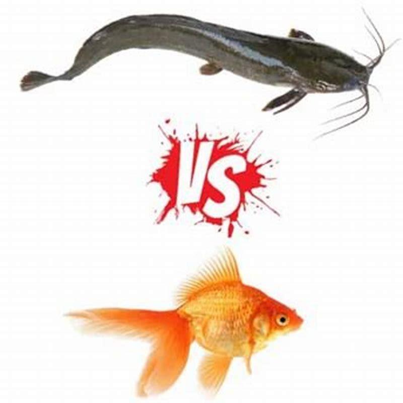 Can goldfish hurt catfish?