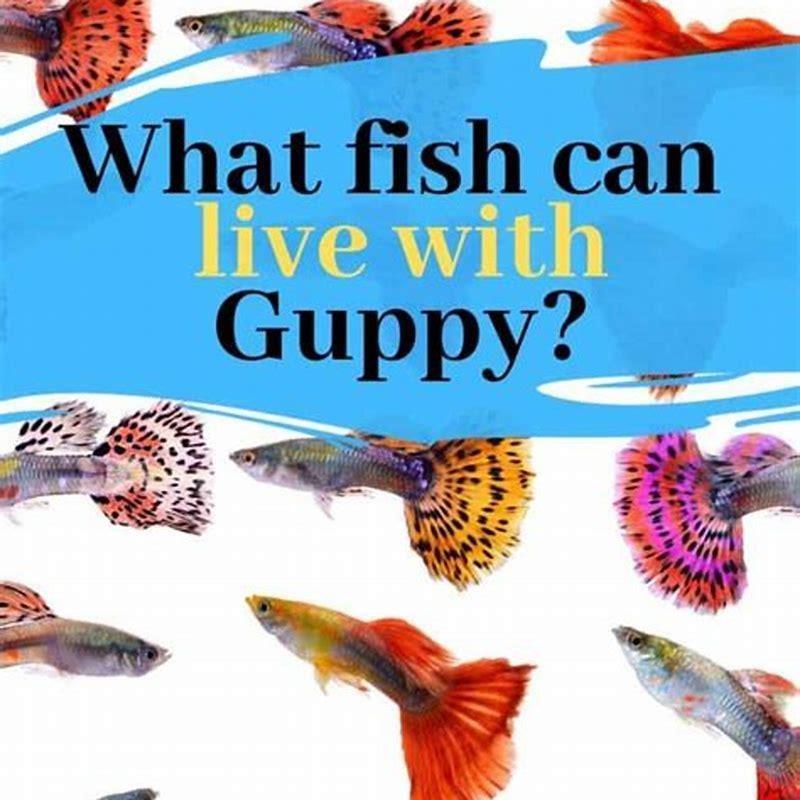 Can guppies and killifish live together? - DIY Seattle