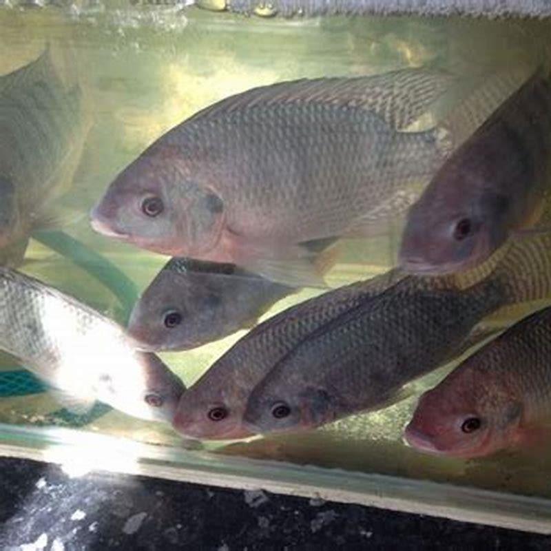 Can I feed my baby tilapia?