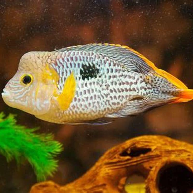 Can I keep Green Terror with arowana?