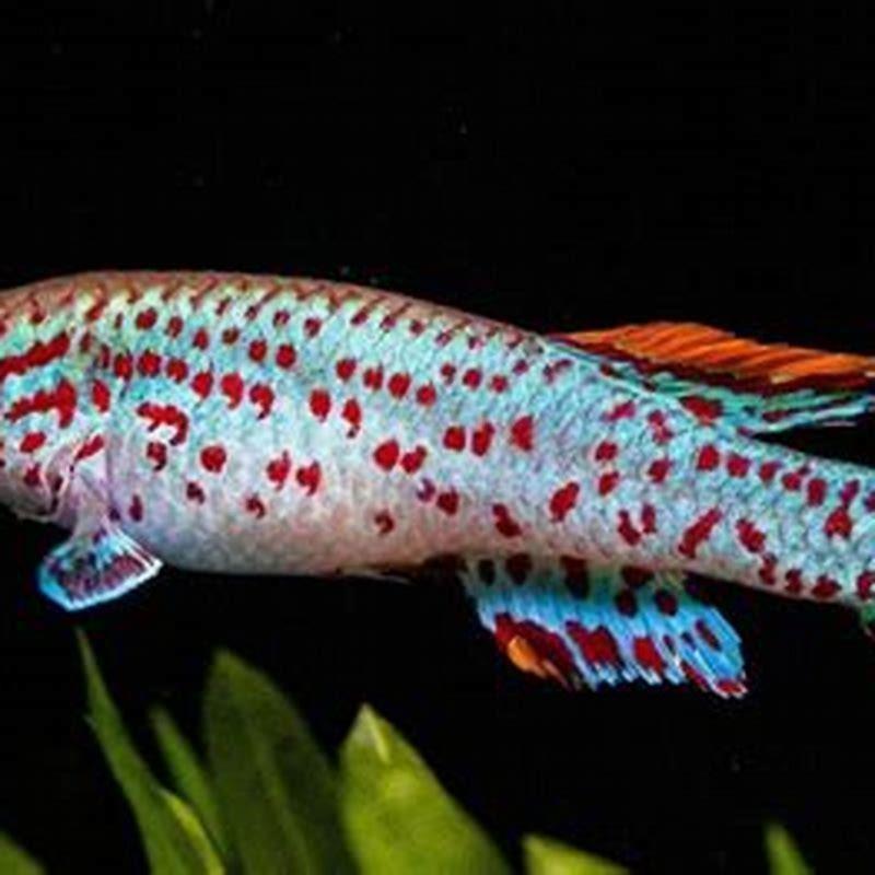 Can I keep killifish with goldfish?