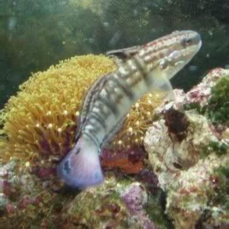 Can I Mix Gobies DIY Seattle can-i-mix-gobies-diy-seattle