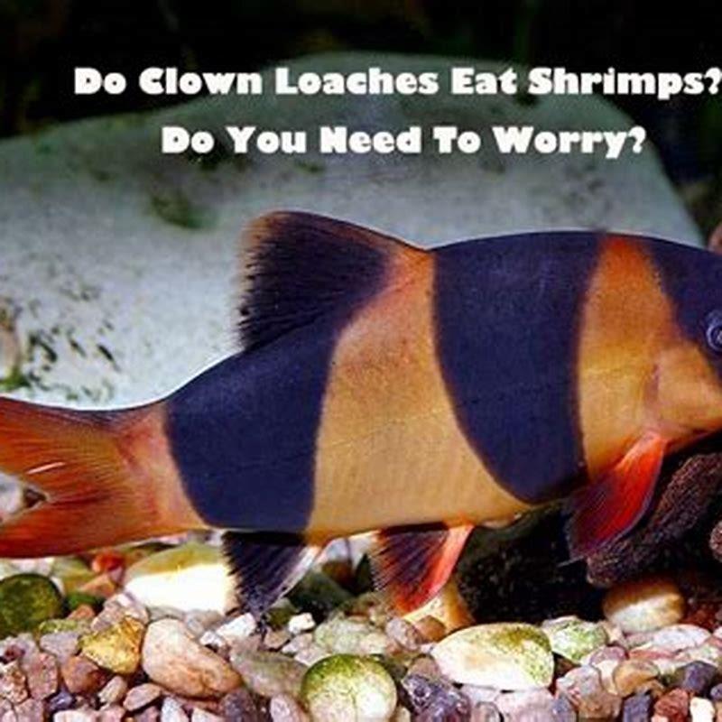 Can loaches eat shrimp? - DIY Seattle