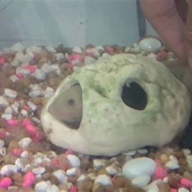 Can lungfish be pets?