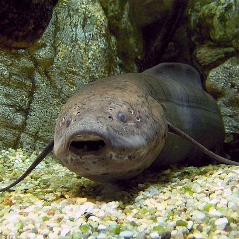 Can lungfish survive without water?