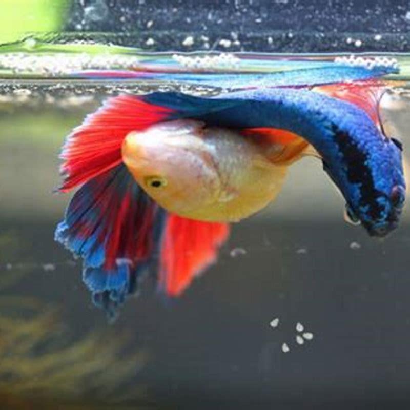 Can male bettas breed with other fish?