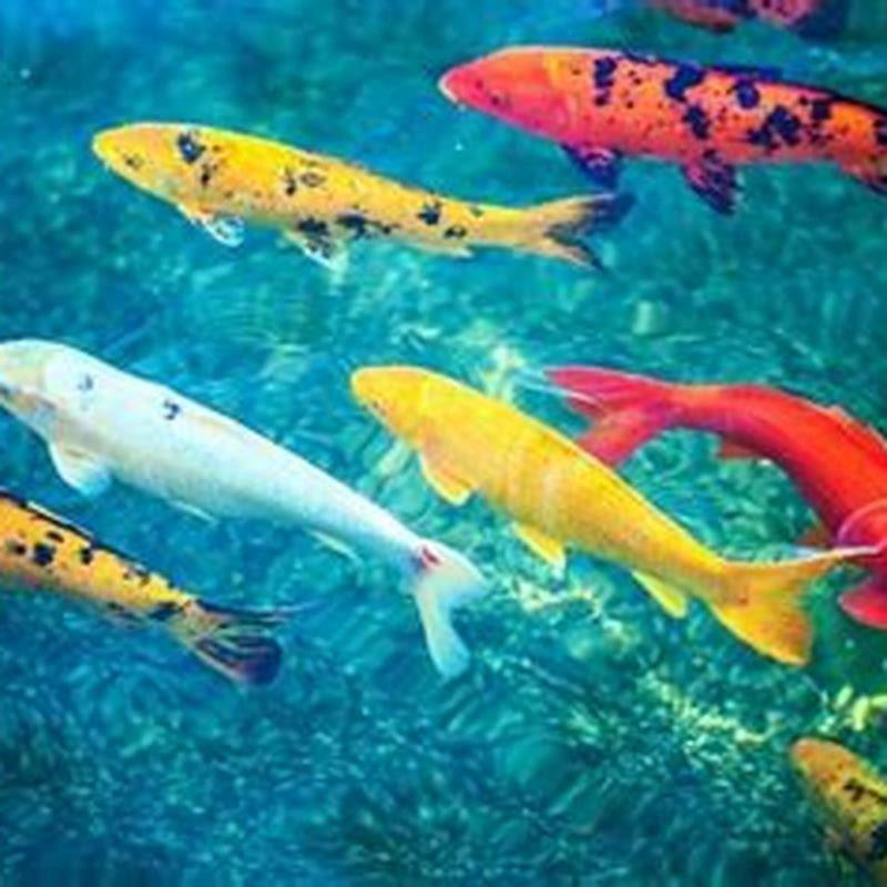 Can mosquito fish and koi live together?